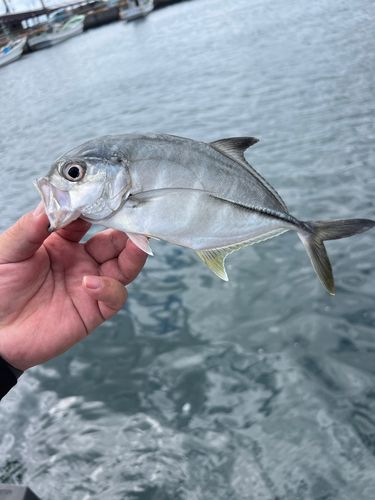 ギンガメアジの釣果