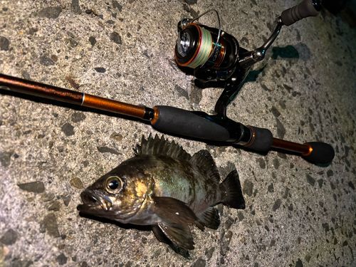 アカメバルの釣果