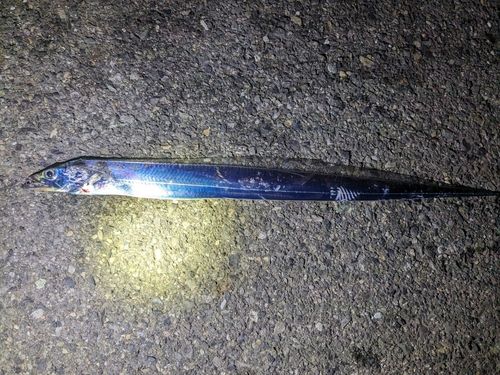 タチウオの釣果