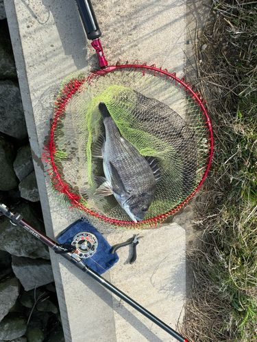 クロダイの釣果