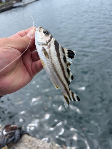 コトヒキの釣果