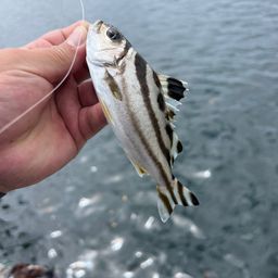 コトヒキ