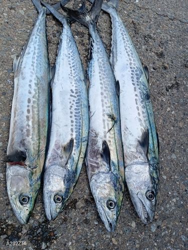 サゴシの釣果