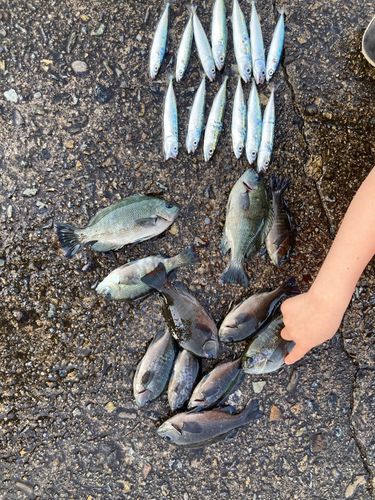 グレの釣果