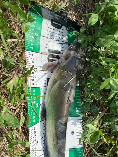 アメリカナマズの釣果