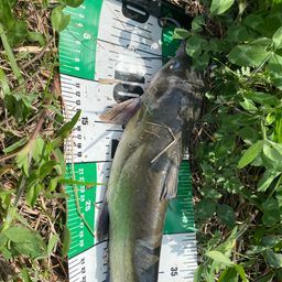 アメリカナマズ