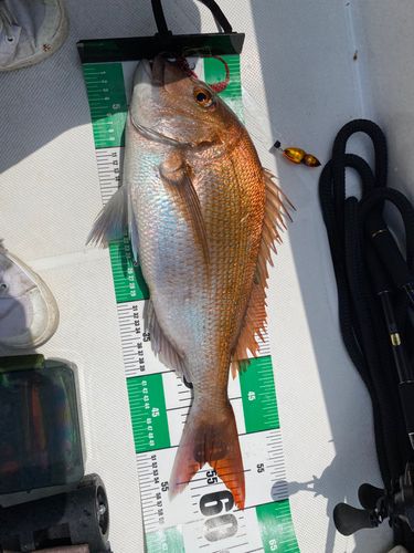 タイの釣果