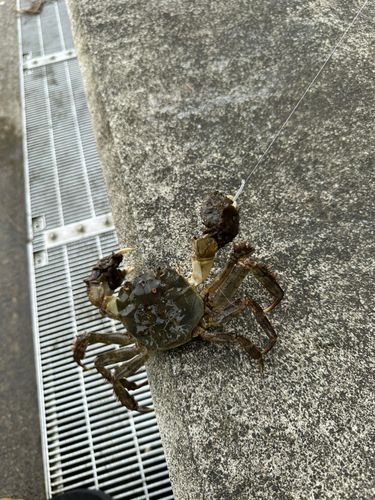 モクズガニの釣果