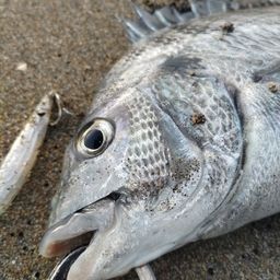 クロダイ