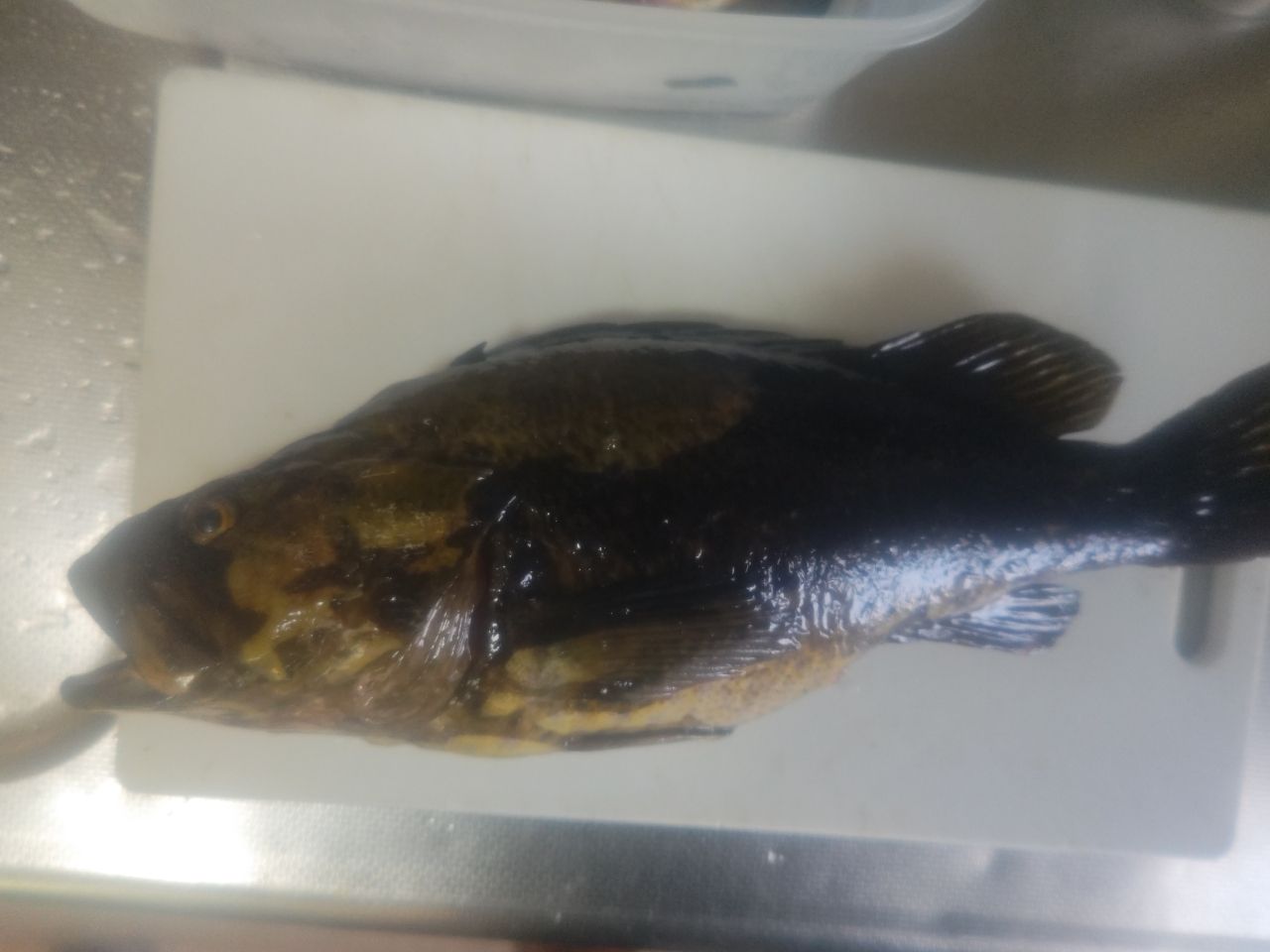 タケノコメバル