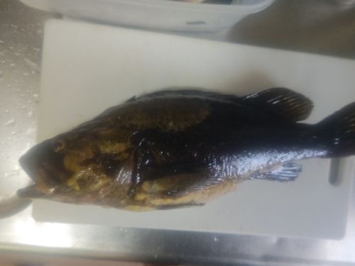 タケノコメバルの釣果