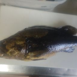 タケノコメバル
