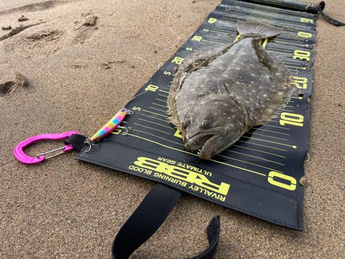 ヒラメの釣果