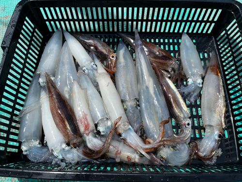 マルイカの釣果