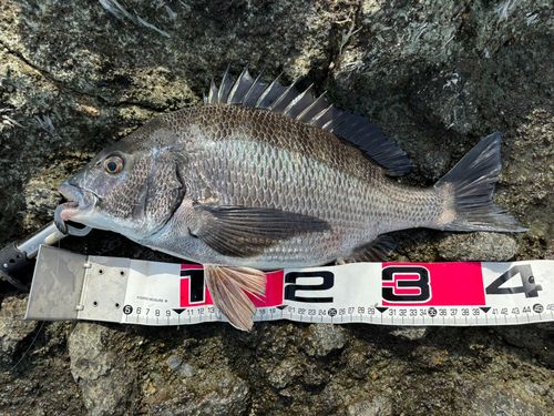 チヌの釣果