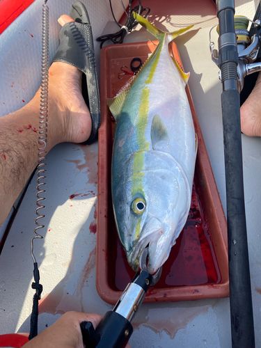ブリの釣果