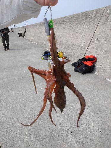 タコの釣果