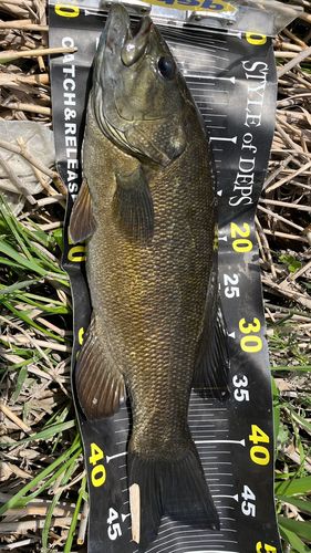 スモールマウスバスの釣果