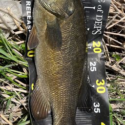 スモールマウスバス