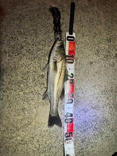 フッコ（ヒラスズキ）の釣果