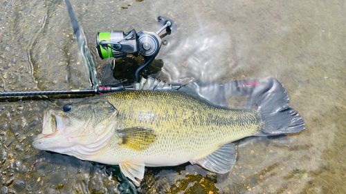 ブラックバスの釣果