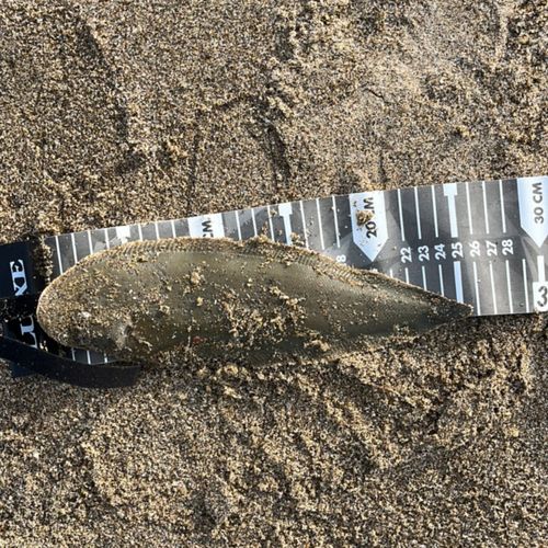 クロウシノシタの釣果