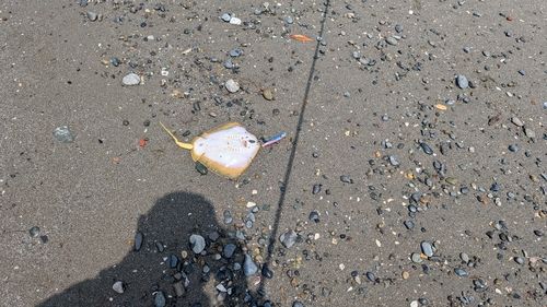 アカエイの釣果