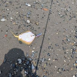 アカエイ