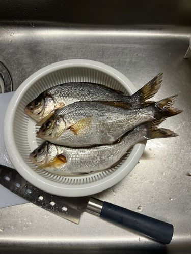 ウミタナゴの釣果
