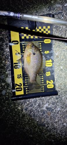 ブルーギルの釣果