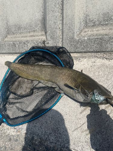 ナマズの釣果