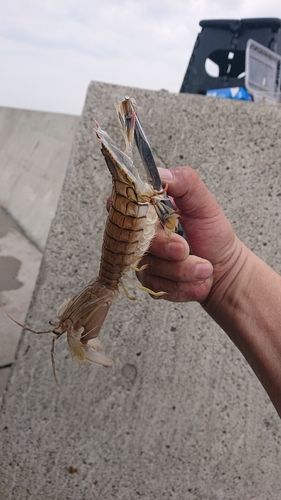 シャコエビの釣果