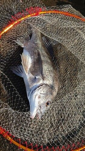 チヌの釣果