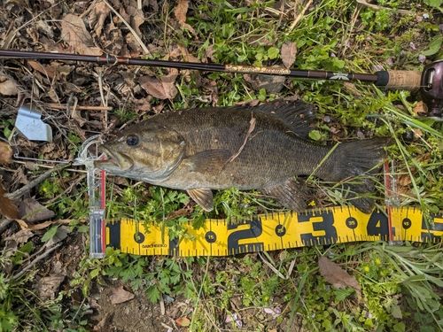 スモールマウスバスの釣果