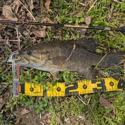 スモールマウスバス