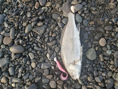 ニベの釣果