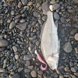 ニベ