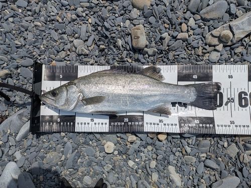 ヒラスズキの釣果