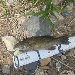 スモールマウスバス