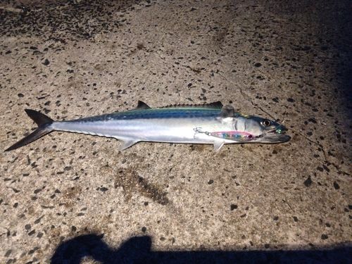 サゴシの釣果