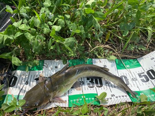 アメリカナマズの釣果