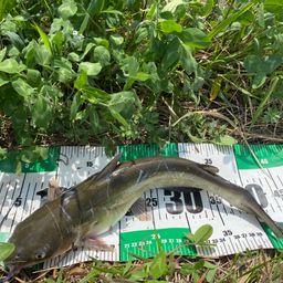 アメリカナマズ