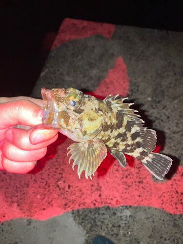 カサゴ