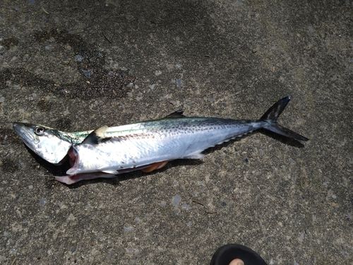 サゴシの釣果
