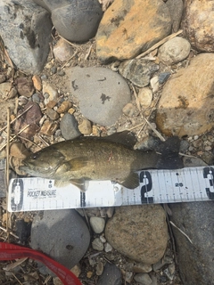 スモールマウスバスの釣果