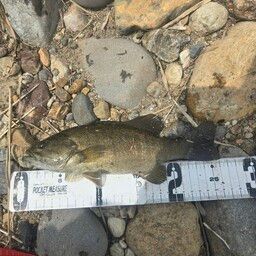 スモールマウスバス