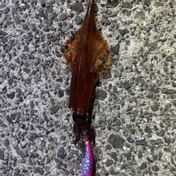 アジ