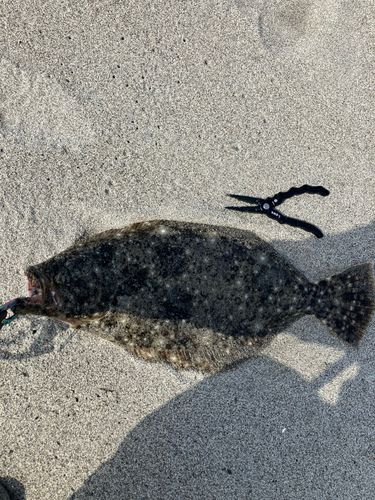 ヒラメの釣果