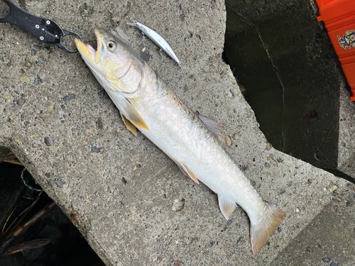 アメマスの釣果