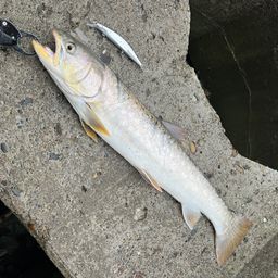 アメマス